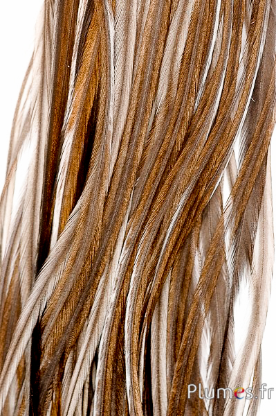 Gallo rooster - 25-30 cm - castagna scura naturale